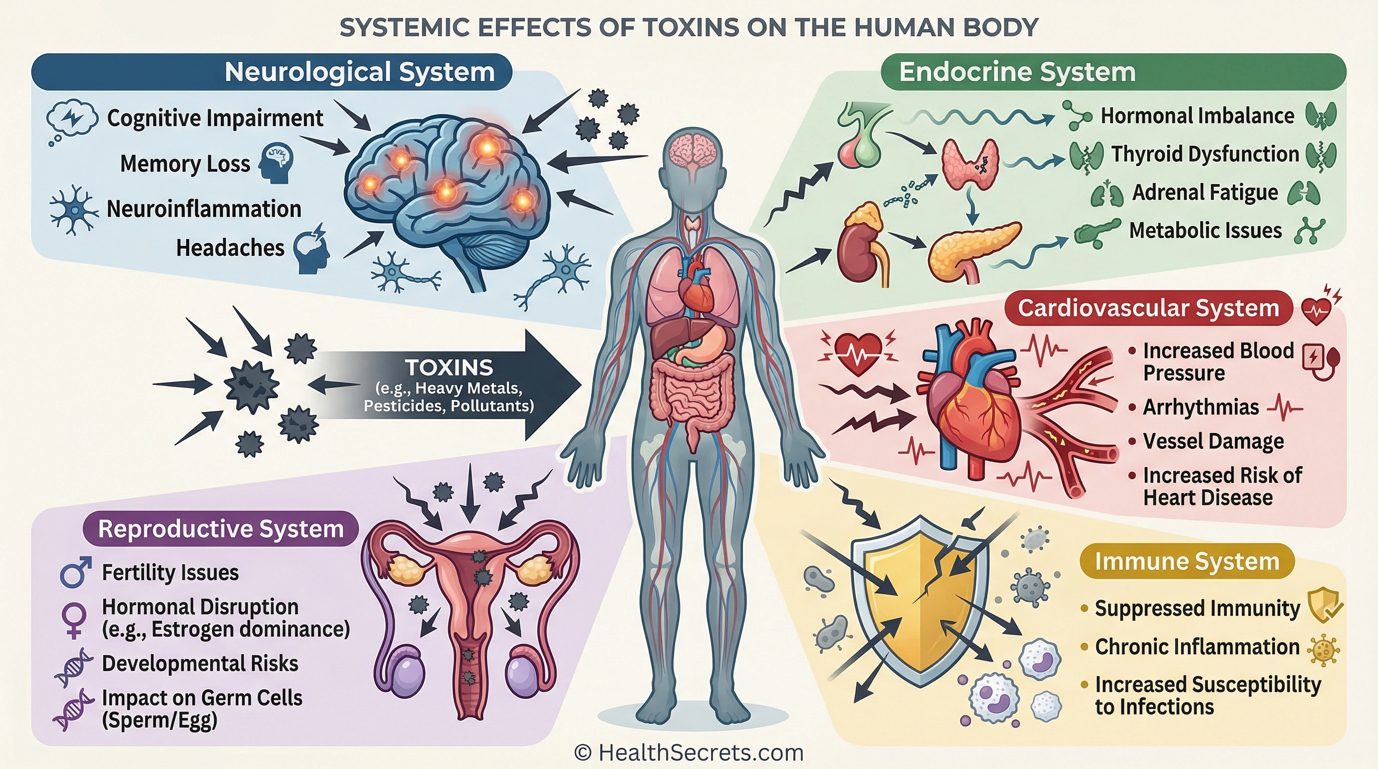 Diagram showing environmental toxin health effects on multiple body systems including endocrine, neurological, immune, and cardiovascular