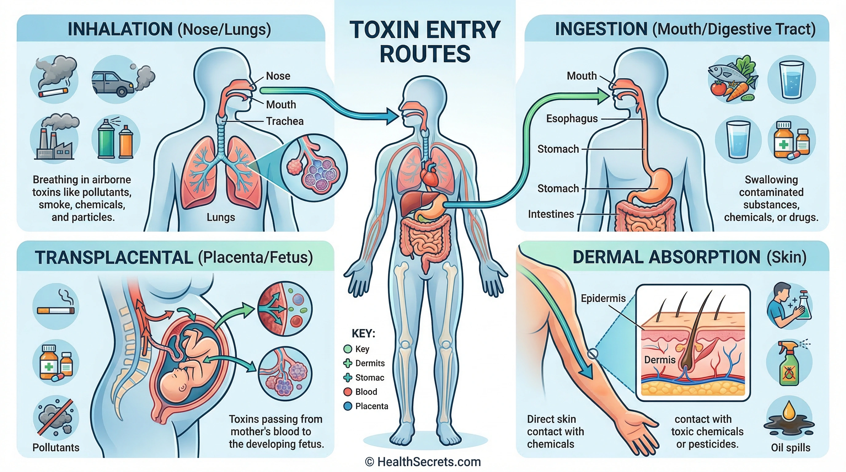 Four pathways environmental toxins enter the human body including ingestion, inhalation, skin absorption, and placental transfer