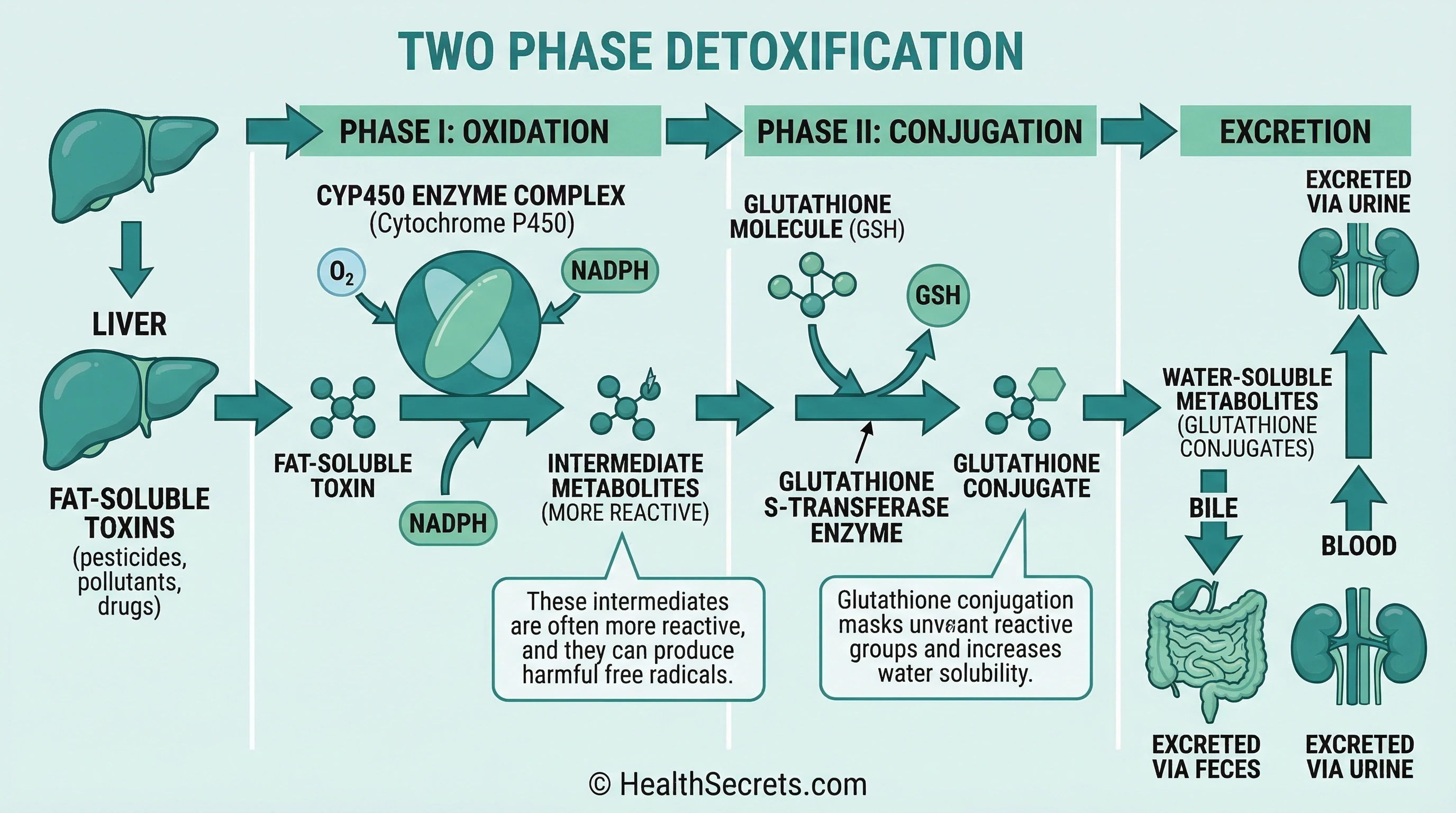 Scientific diagram showing liver Phase I cytochrome P450 and Phase II glutathione conjugation detoxification pathways