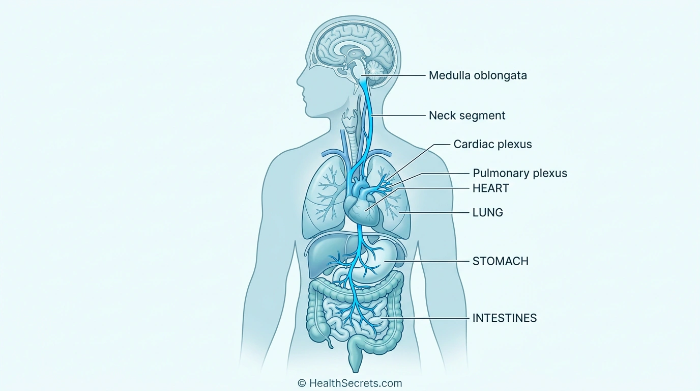 Anatomical illustration of the vagus nerve pathway from brainstem to heart, lungs, and digestive organs