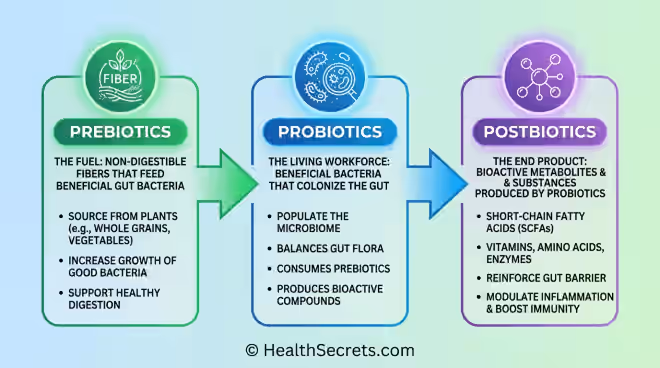 Infographic showing the progression from prebiotics to probiotics to postbiotics in the gut health ecosystem