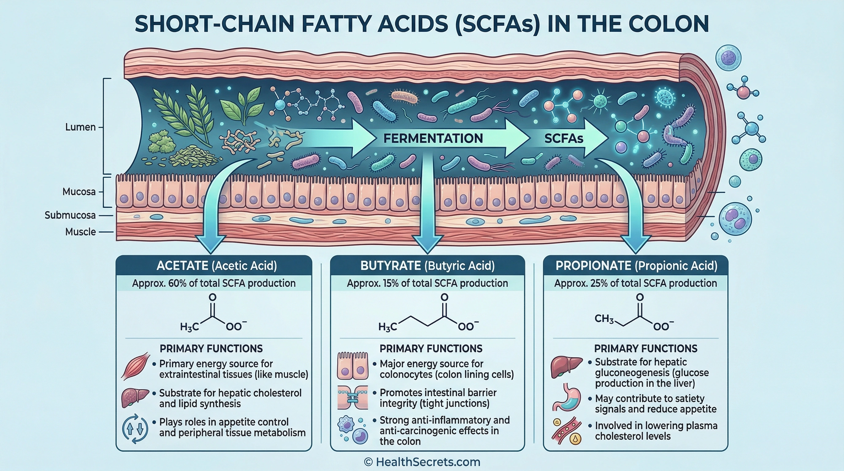 Infographic showing four mechanisms of postbiotic action including gut barrier immune modulation metabolism and gut-brain axis