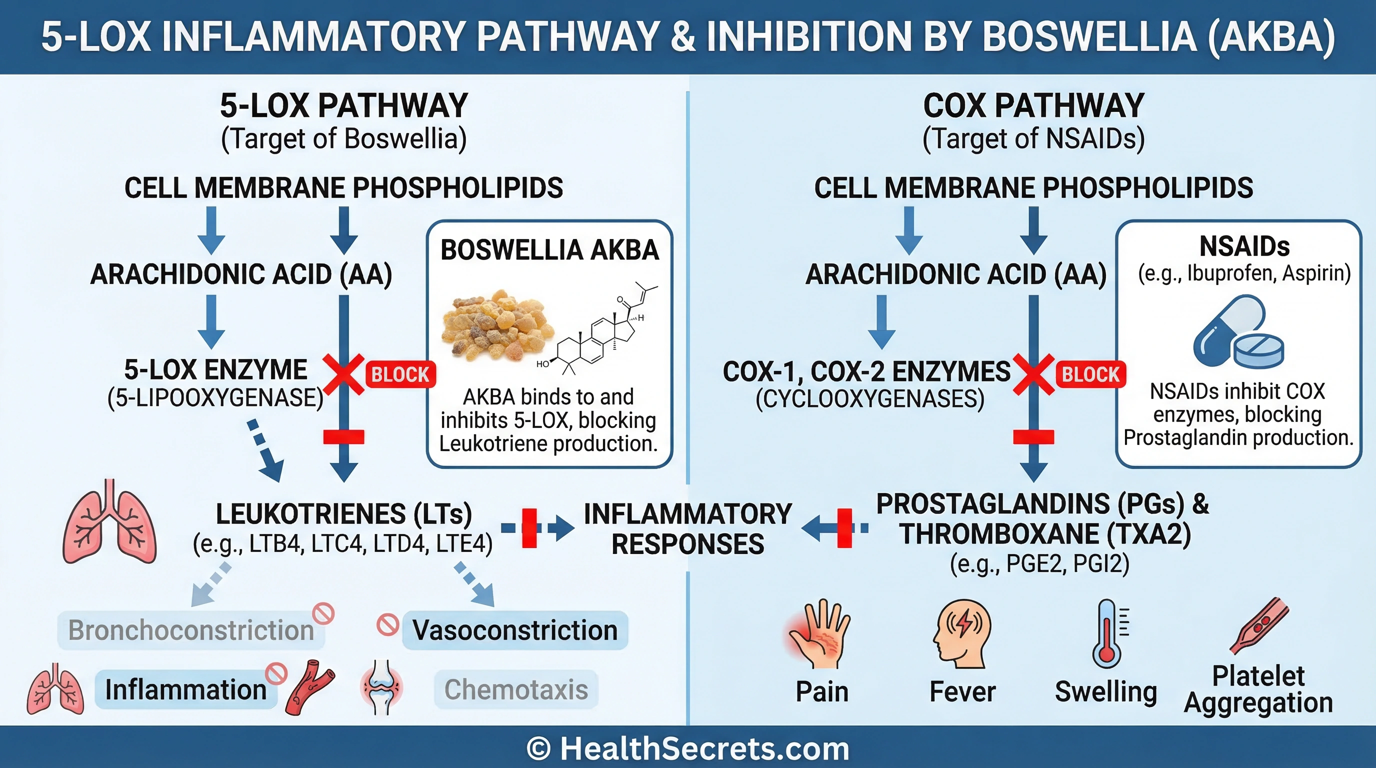 Infographic showing how boswellia AKBA inhibits the 5-LOX enzyme pathway compared to NSAIDs blocking the COX pathway