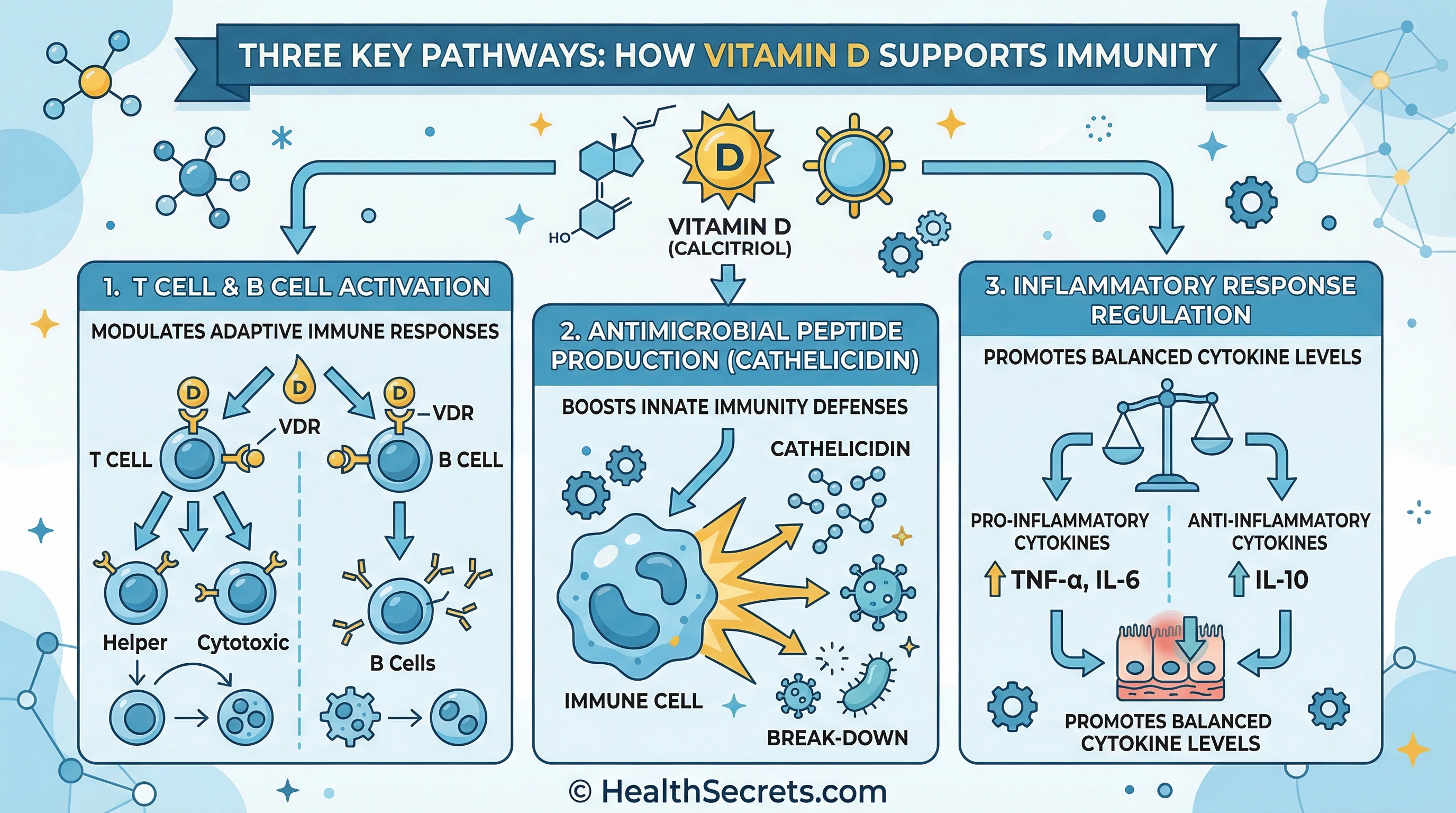 Infographic showing three key mechanisms of vitamin D immune support including T cell activation, antimicrobial peptide production, and inflammation regulation