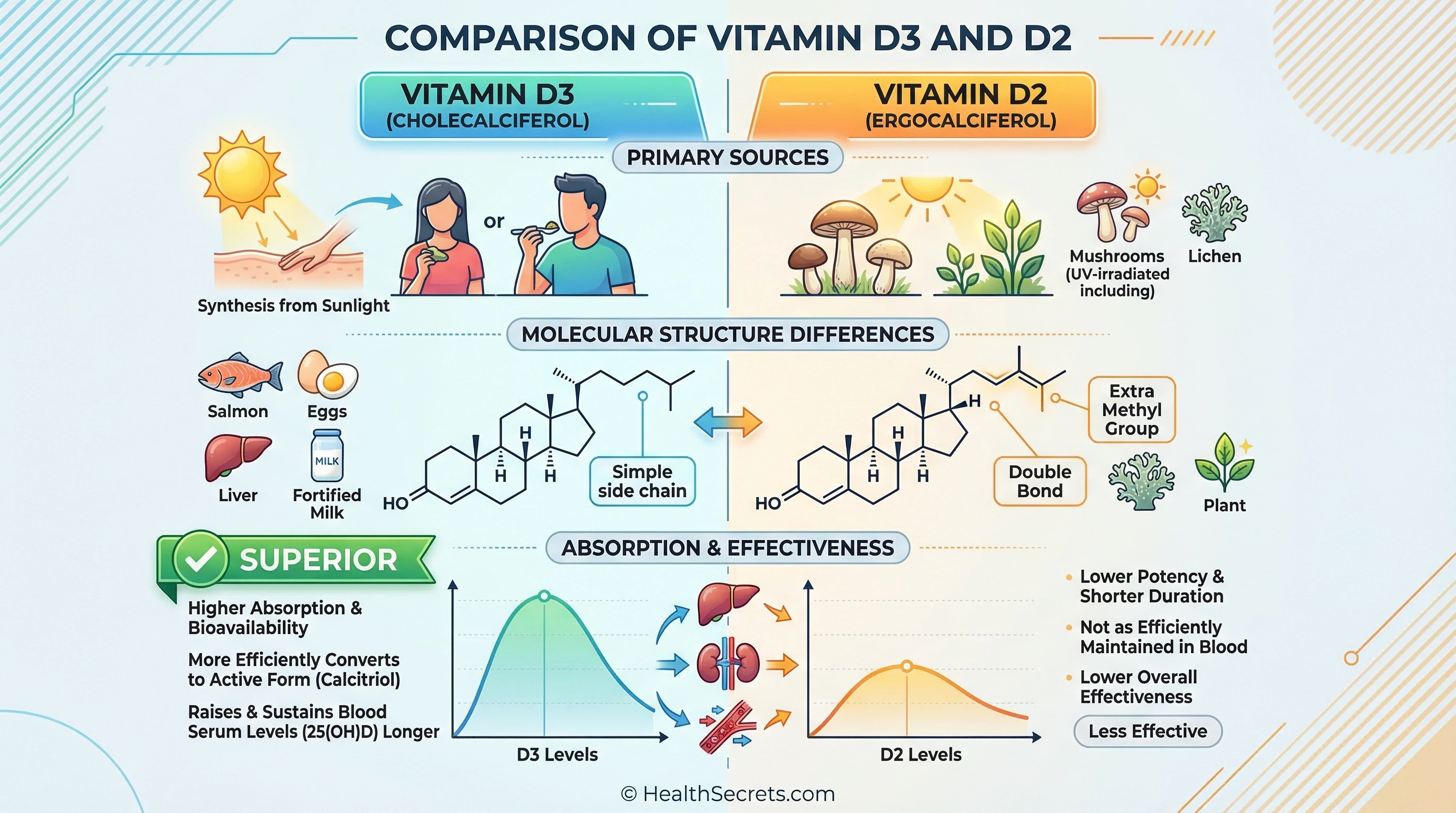 Visual comparison of vitamin D3 cholecalciferol versus vitamin D2 ergocalciferol showing sources and absorption differences