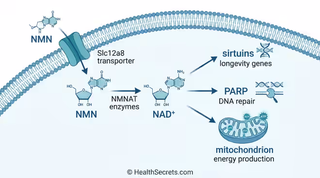 NMN to NAD+ conversion pathway showing cellular uptake, enzymatic conversion, and downstream effects on sirtuins, DNA repair, and mitochondrial energy production