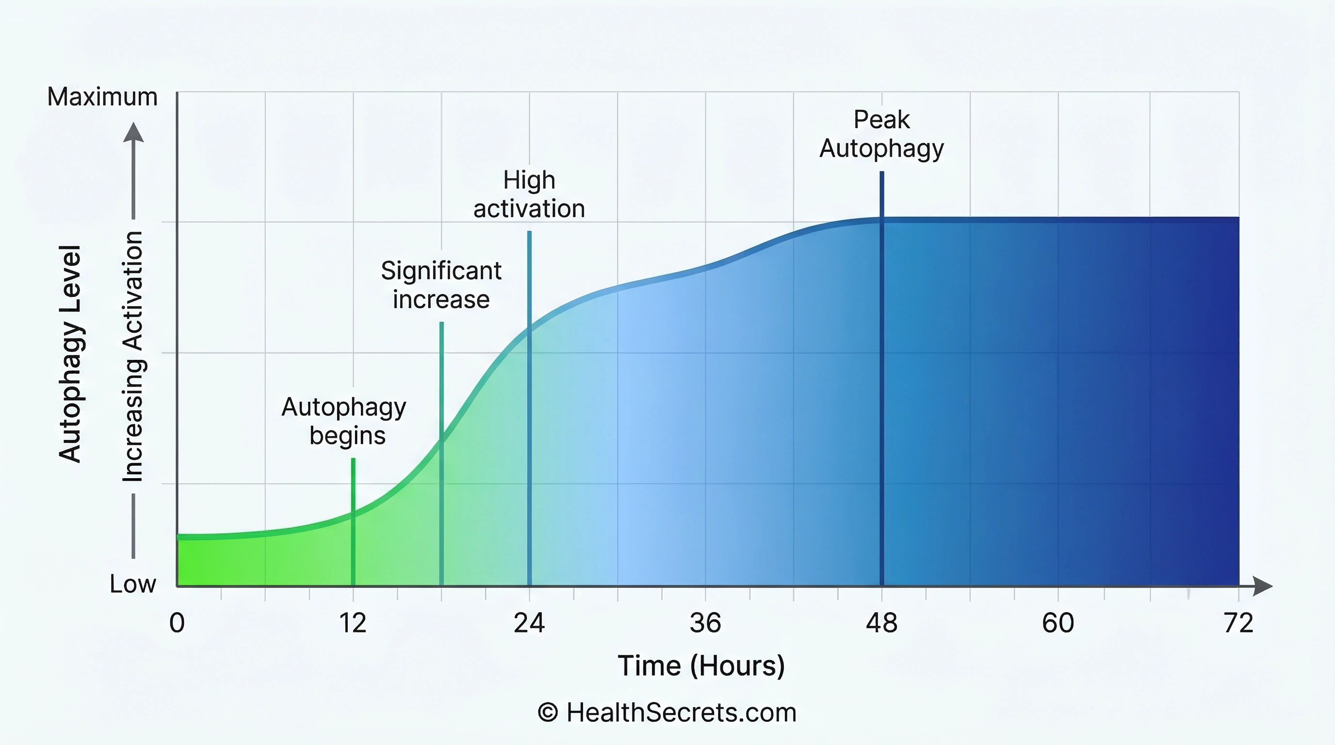 Autophagy activation timeline during fasting showing increasing levels from 12 hours to peak at 48 hours