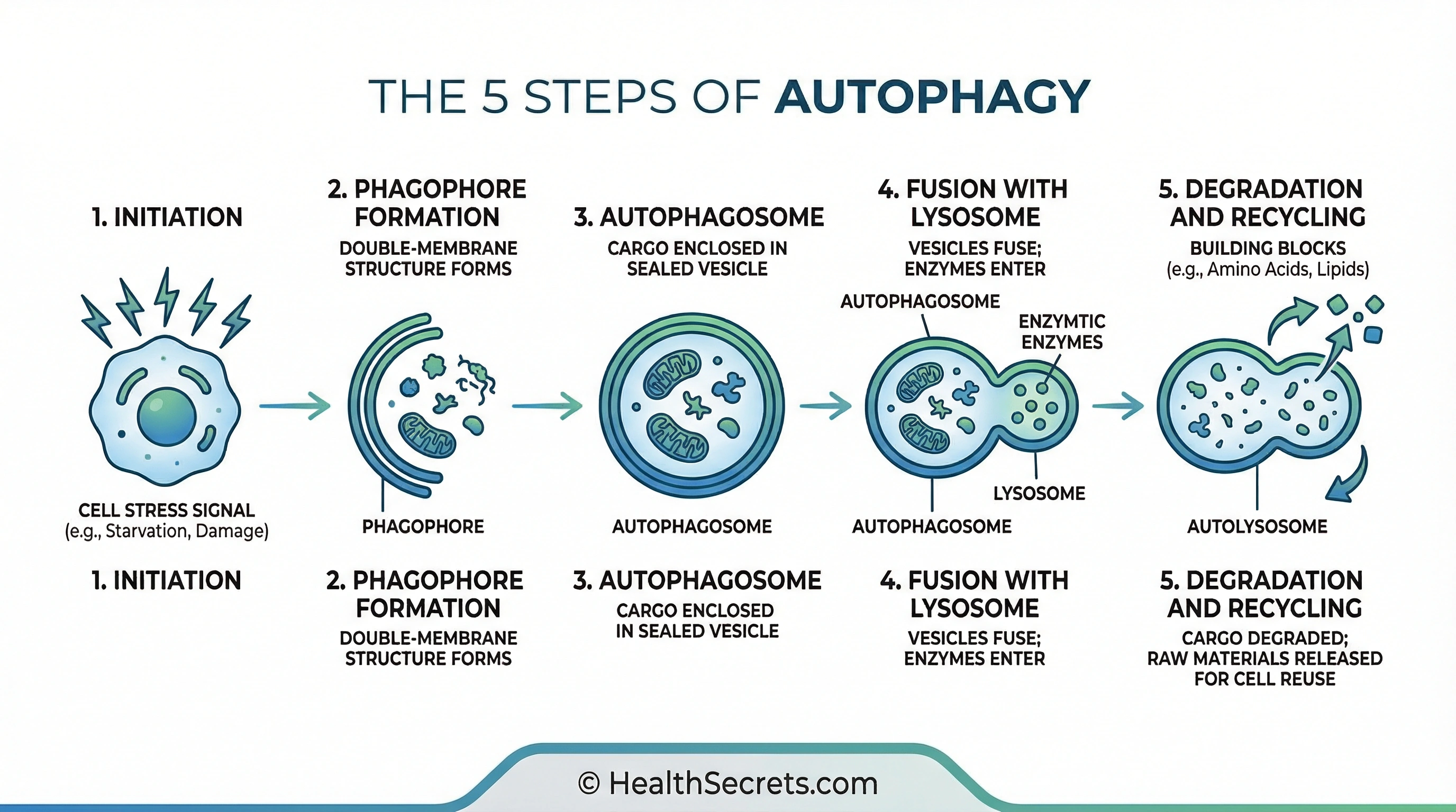 Five-step autophagy process infographic showing initiation, phagophore formation, autophagosome creation, lysosome fusion, and recycling