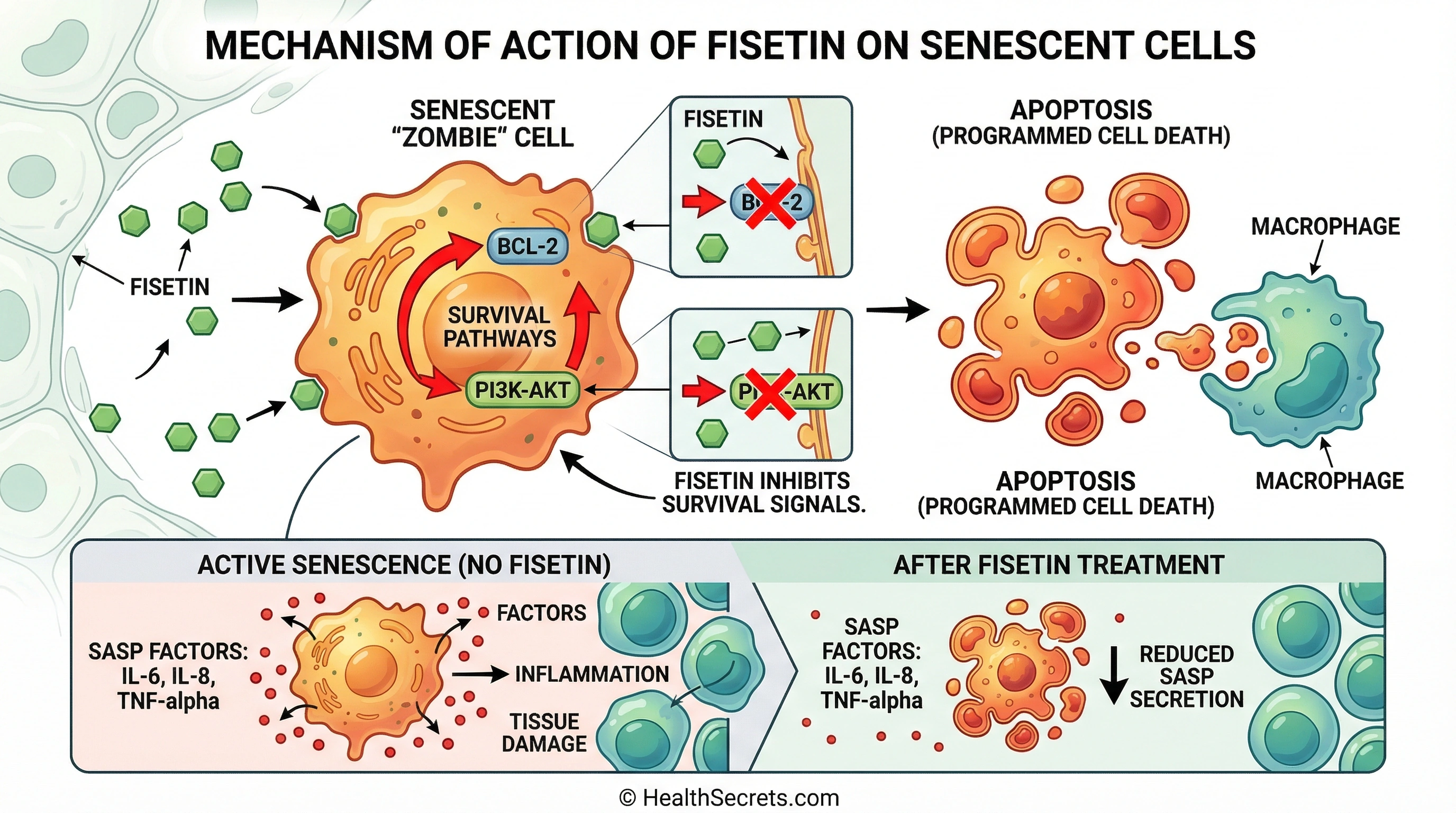Diagram showing fisetin mechanism of action blocking BCL-2 and PI3K-AKT survival pathways in senescent cells to induce apoptosis