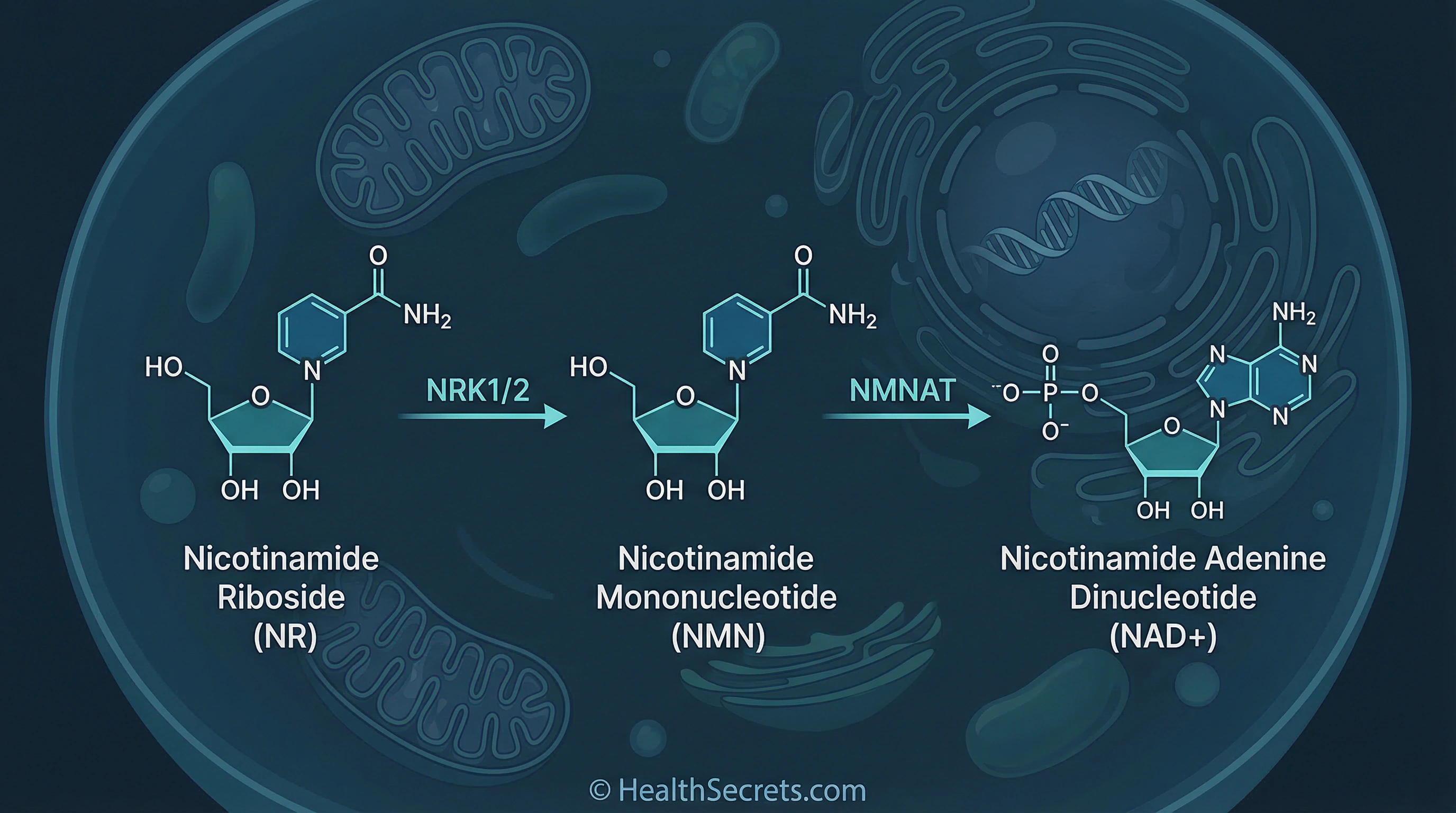 Nicotinamide riboside NR conversion pathway to NAD+ through NRK enzymes inside a human cell