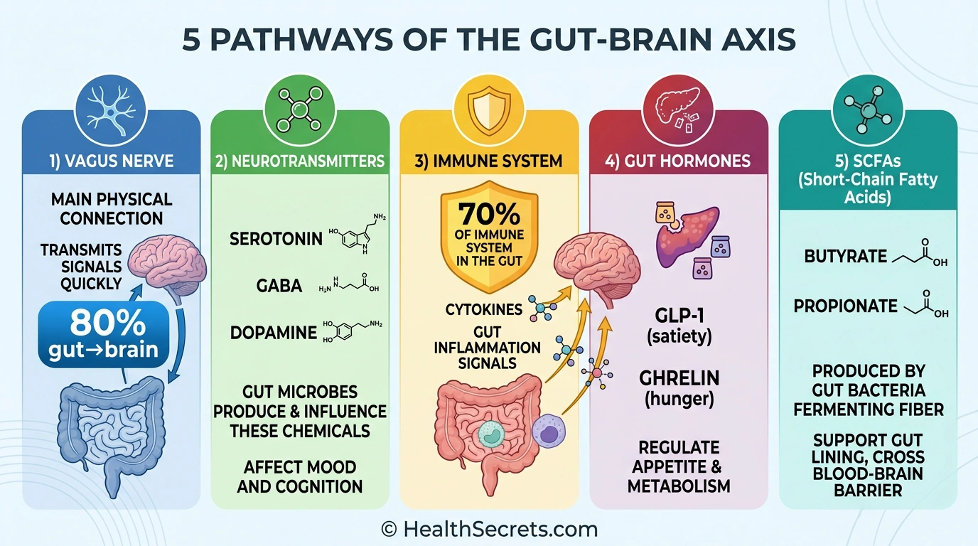 Diagram of five gut-brain communication pathways including vagus nerve, neurotransmitters, immune system, gut hormones, and short-chain fatty acids