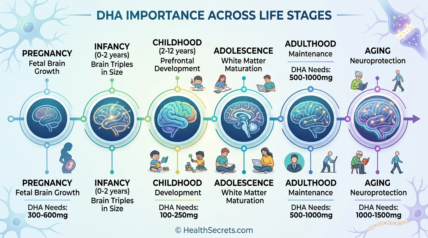 DHA omega-3 brain development timeline from pregnancy through aging showing dosing at each life stage