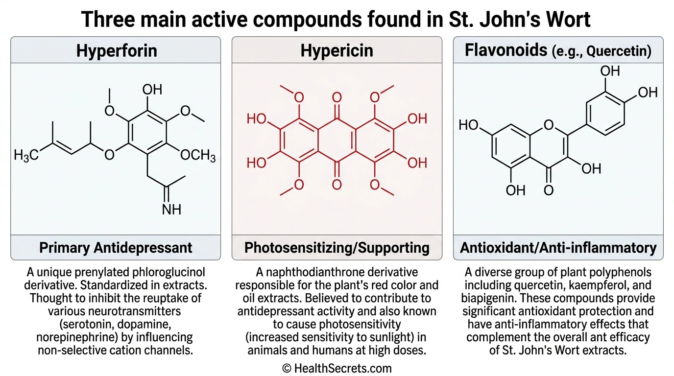 Three active compounds in St. John’s Wort showing hyperforin, hypericin, and flavonoids with their respective roles