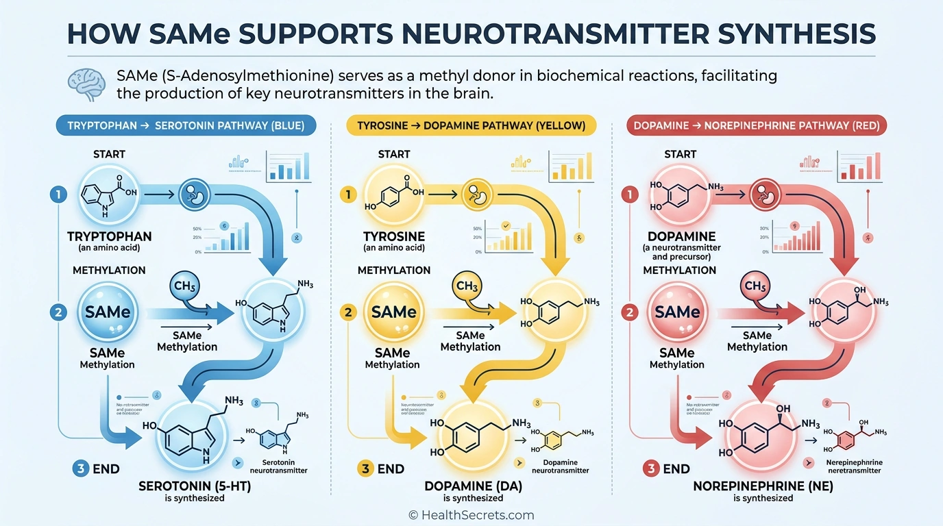 SAMe neurotransmitter synthesis pathways showing how methylation converts amino acids into serotonin dopamine and norepinephrine
