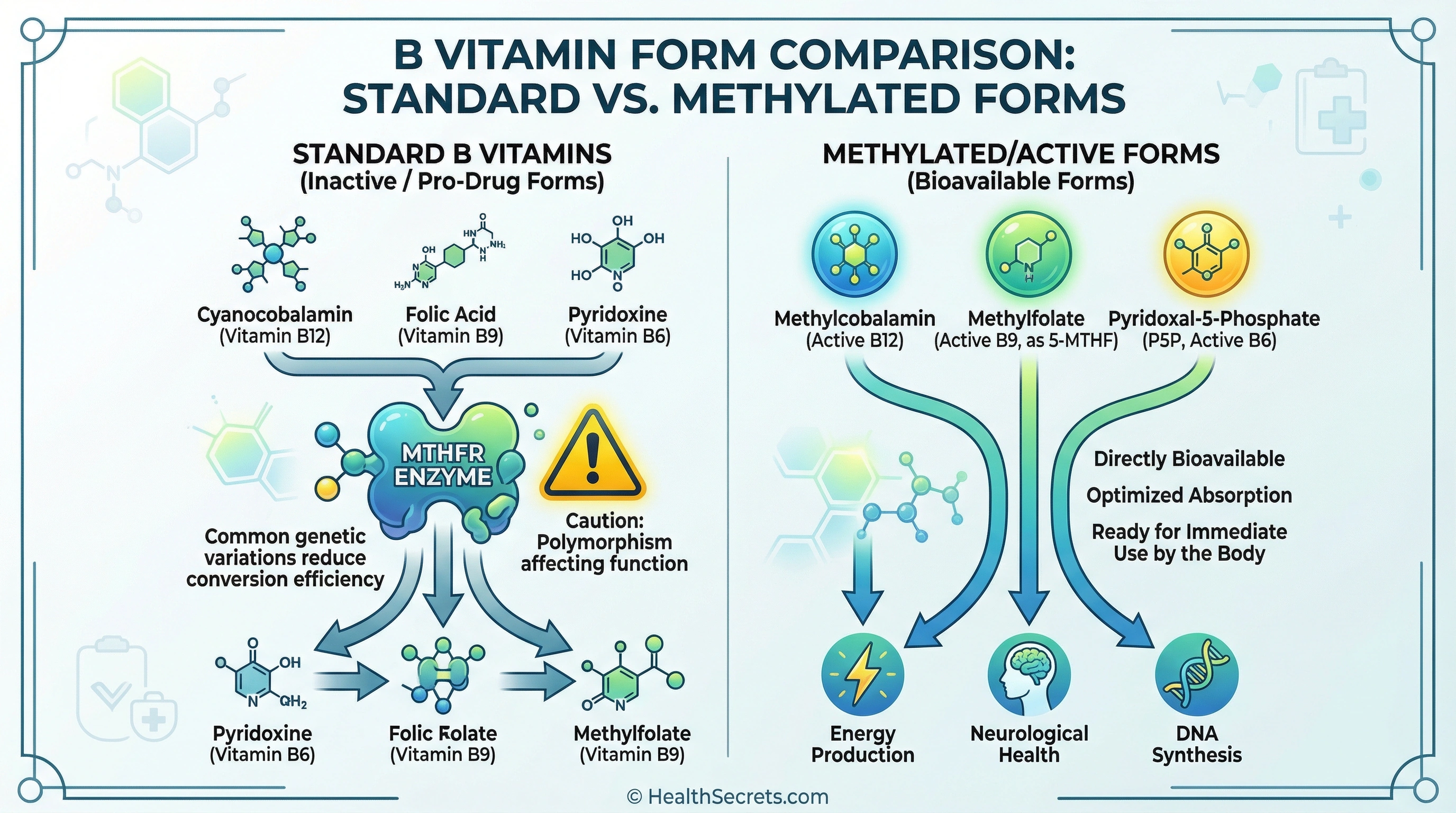 Comparison of standard versus methylated B vitamin forms showing how active forms bypass MTHFR enzyme conversion