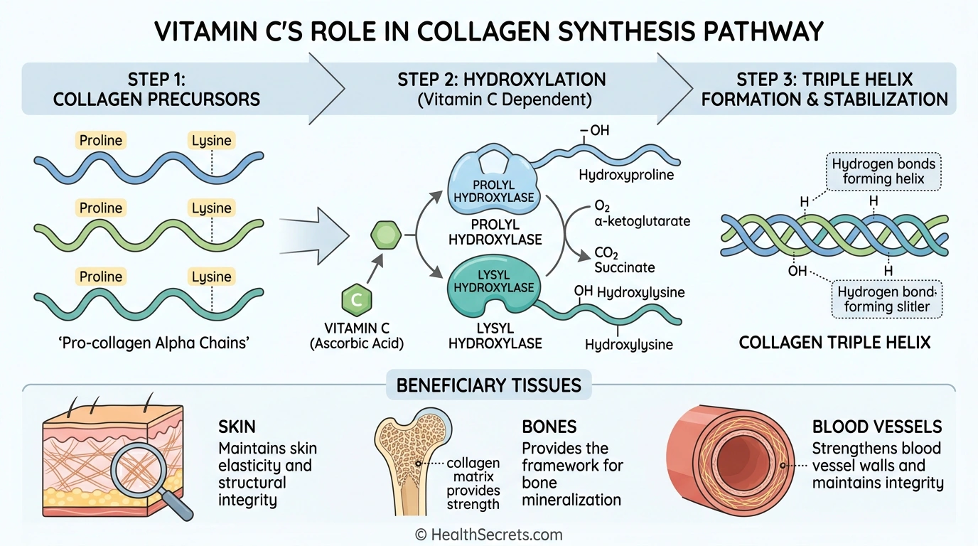 Medical illustration showing how vitamin C supports collagen synthesis through enzymatic hydroxylation