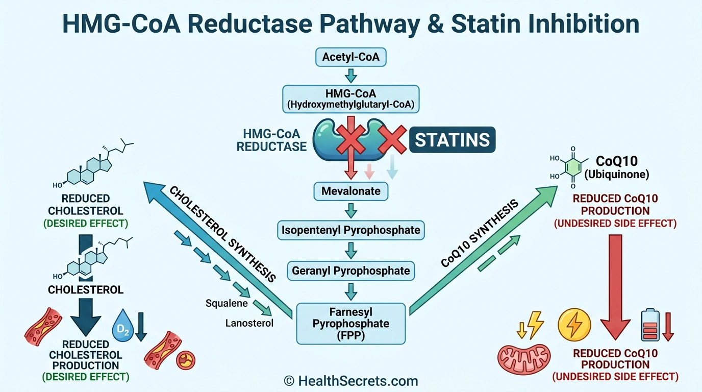 Infographic explaining how statin medications block the shared pathway that produces both cholesterol and CoQ10