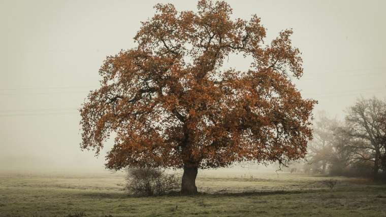 Embracing Your Inner Strength: How to Cope with Mental Health Challenges