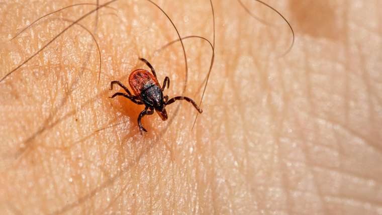 Bite Back Against Lyme Disease: Prevention and Treatment Tips