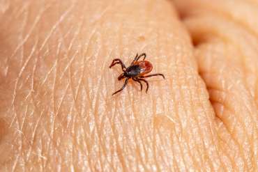 Unraveling the Mystery of Lyme Disease: Symptoms, Treatment, and Prevention