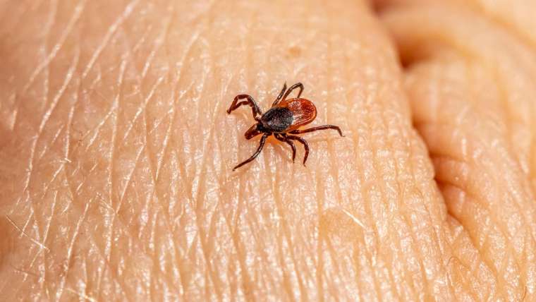 Unraveling the Mystery of Lyme Disease: Symptoms, Treatment, and Prevention