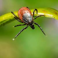 Bite Back Against Lyme Disease: Prevention and Awareness Strategies