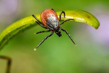 Bite Back Against Lyme Disease: Prevention and Awareness Strategies