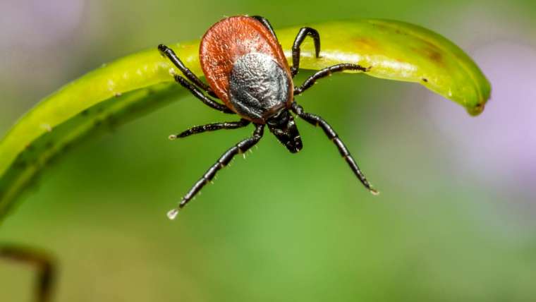 Bite Back Against Lyme Disease: Prevention and Awareness Strategies