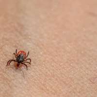 Uncovering the Truth About Lyme Disease