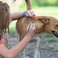 Be Tick Savvy: How to Protect Yourself from Lyme Disease