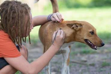 Be Tick Savvy: How to Protect Yourself from Lyme Disease