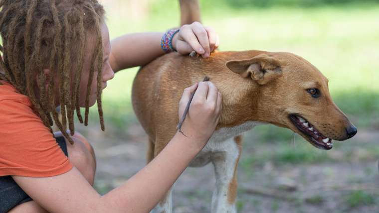 Be Tick Savvy: How to Protect Yourself from Lyme Disease