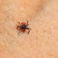 Tick Talk: The Truth About Lyme Disease and How to Stay Safe