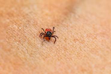 Tick Talk: The Truth About Lyme Disease and How to Stay Safe