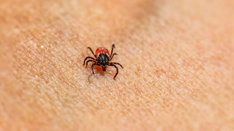 Tick Talk: The Truth About Lyme Disease and How to Stay Safe