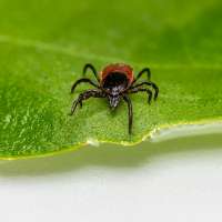 Tick Talk: The Truth About Lyme Disease Prevention