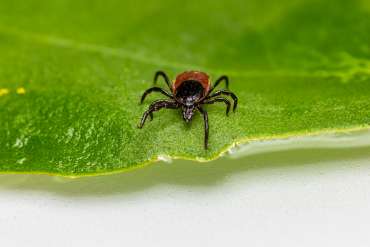 Tick Talk: The Truth About Lyme Disease Prevention