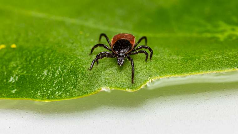 Tick Talk: The Truth About Lyme Disease Prevention